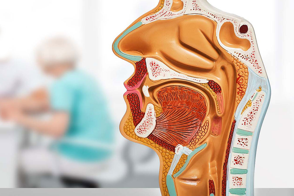 HNO Modell in Telfs, Tirol